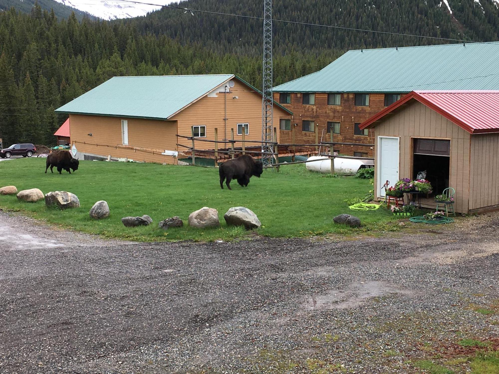 Antlers Lodge Cooke City Zewnętrze zdjęcie