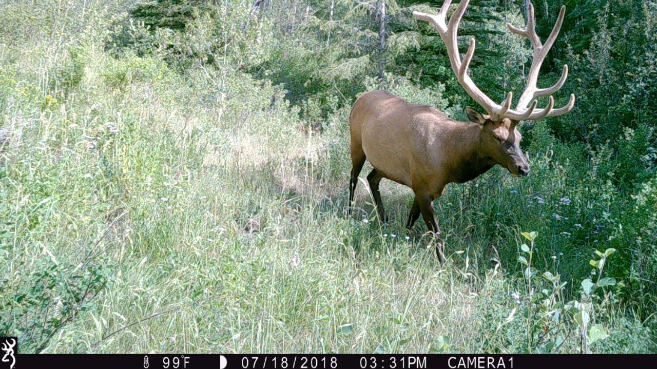 Antlers Lodge Cooke City Zewnętrze zdjęcie